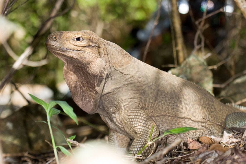 An Anegada rock iguana (Cyclura pinguis) in the scrub on Anegada