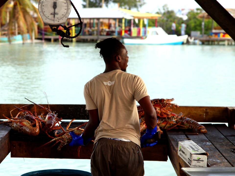 Sorting spiny lobsters at a waterfront stand on Anegada during the Lobster Festival (cropped)