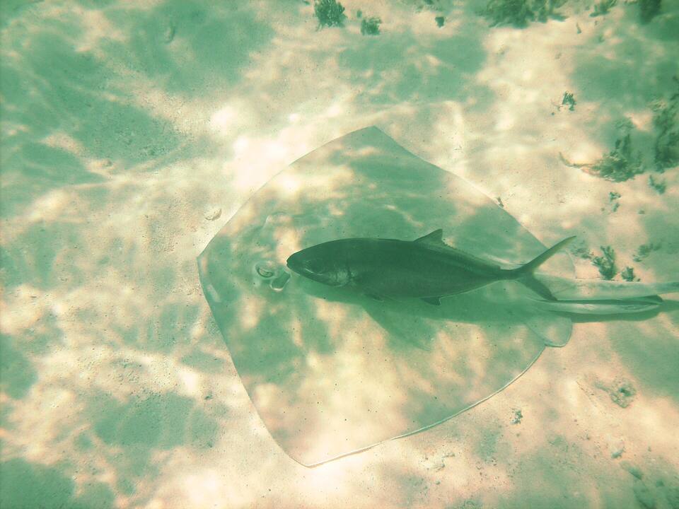 A southern stingray on the sand at Cow Wreck, Anegada, with a rainbow runner swimming over it