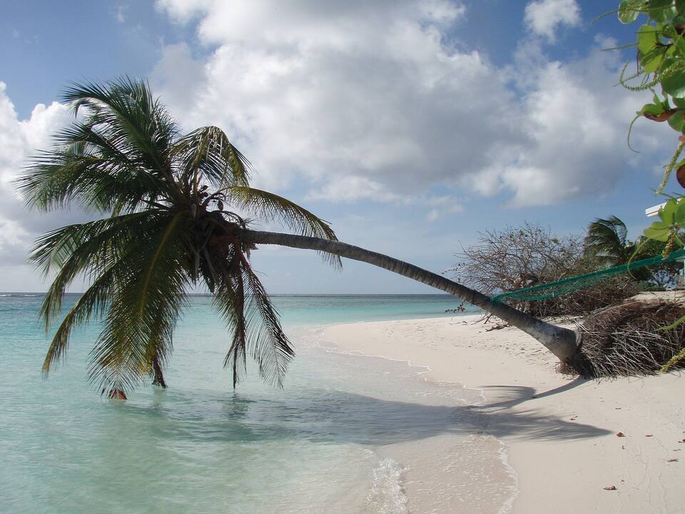 A palm leaning out over the water at Anegada's west end
