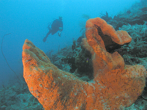 Cane Bay, St. Croix