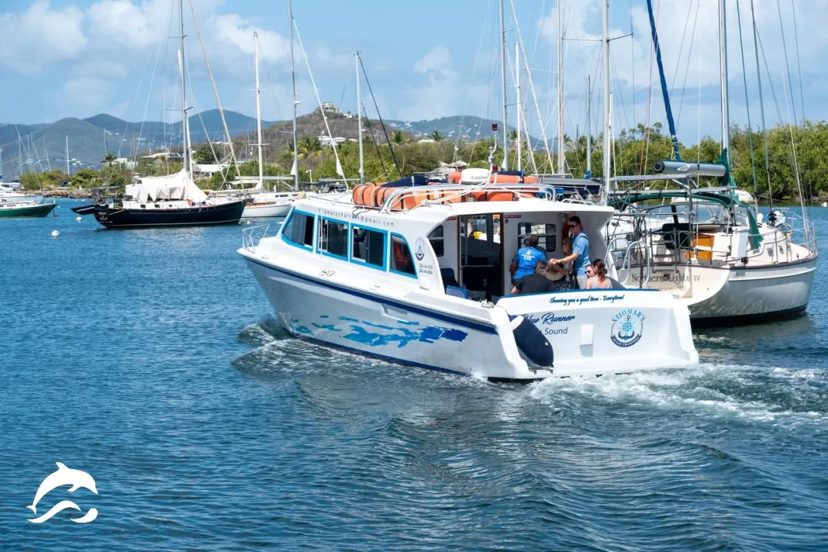 Dolphin Water Taxi — The 3:30 to Jost Van Dyke