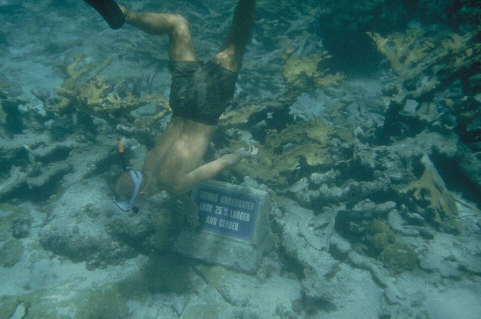 A snorkeller reading one of the underwater trail's signs among the elkhorn coral at Buck Island