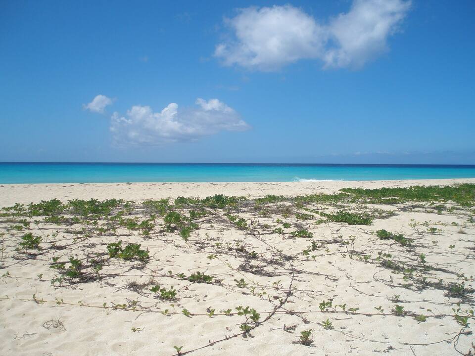 The empty beach at Sandy Point National Wildlife Refuge, beach morning glory on the sand