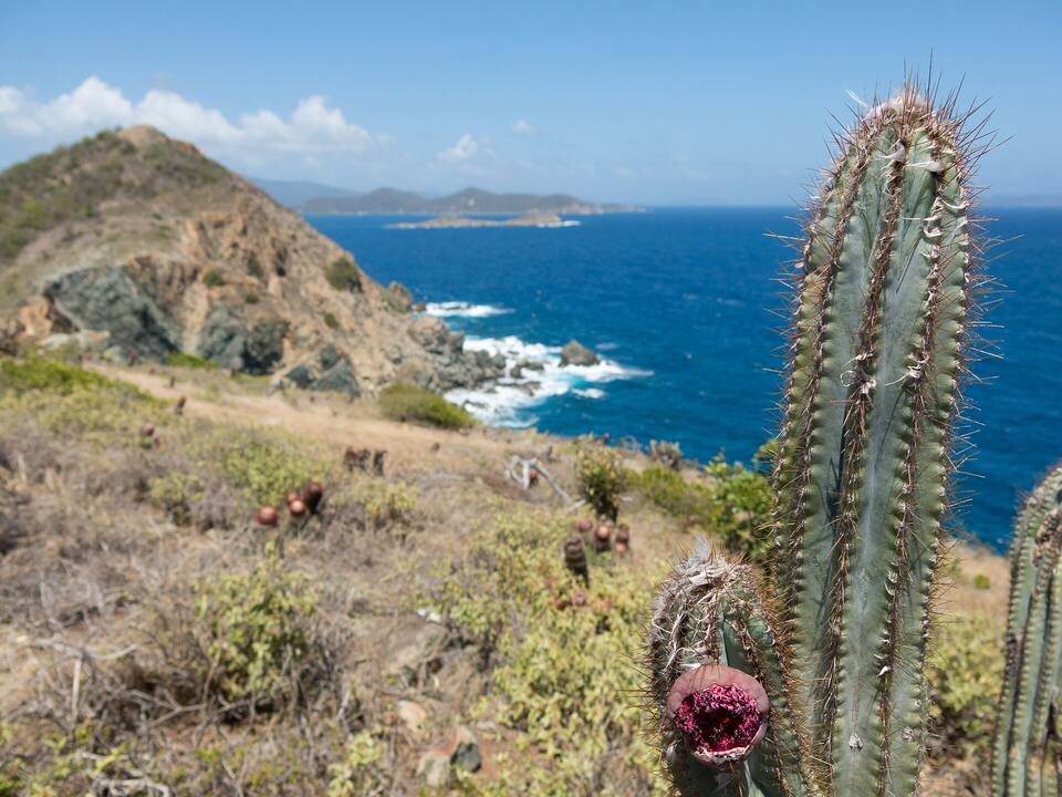 Ram Head on St. John's south-east tip, with turk's cap cactus on the trail
