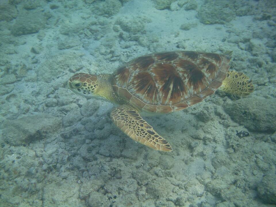 A green sea turtle over the seagrass near Waterlemon Cay